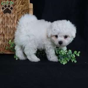 Nicky (Tiny), Bichon Frise Puppy